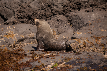 New Zealand Fur Seals - Pohatu penguins